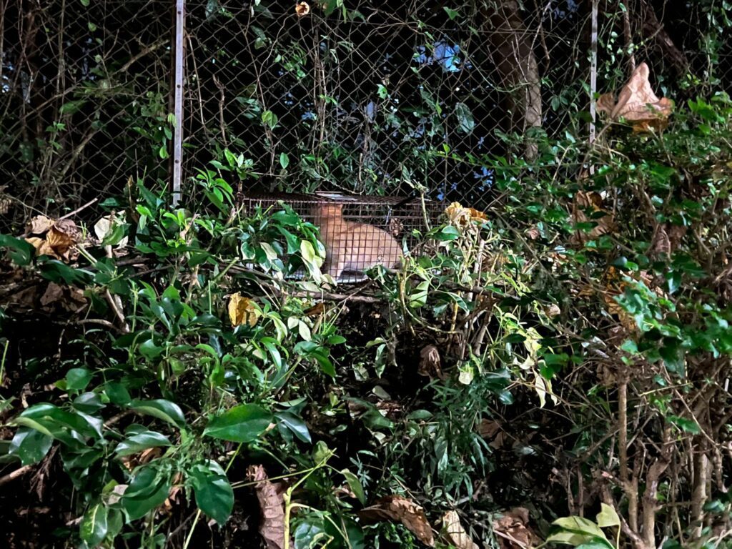 在繁忙的香港，能夠全心投入於動物工作並堅持多年，實屬不易。今天，我們有幸訪問到「沙肥貓」的李美婷，了解她在這條充滿挑戰的道路上的心路歷程，以及她對貓咪的無私奉獻和深厚情感。